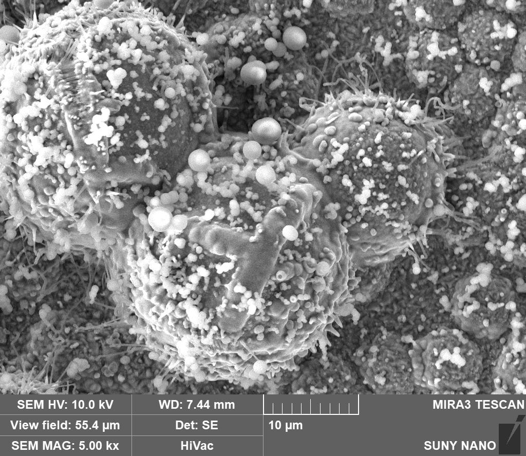 ZnO Electrodeposition SEM I
